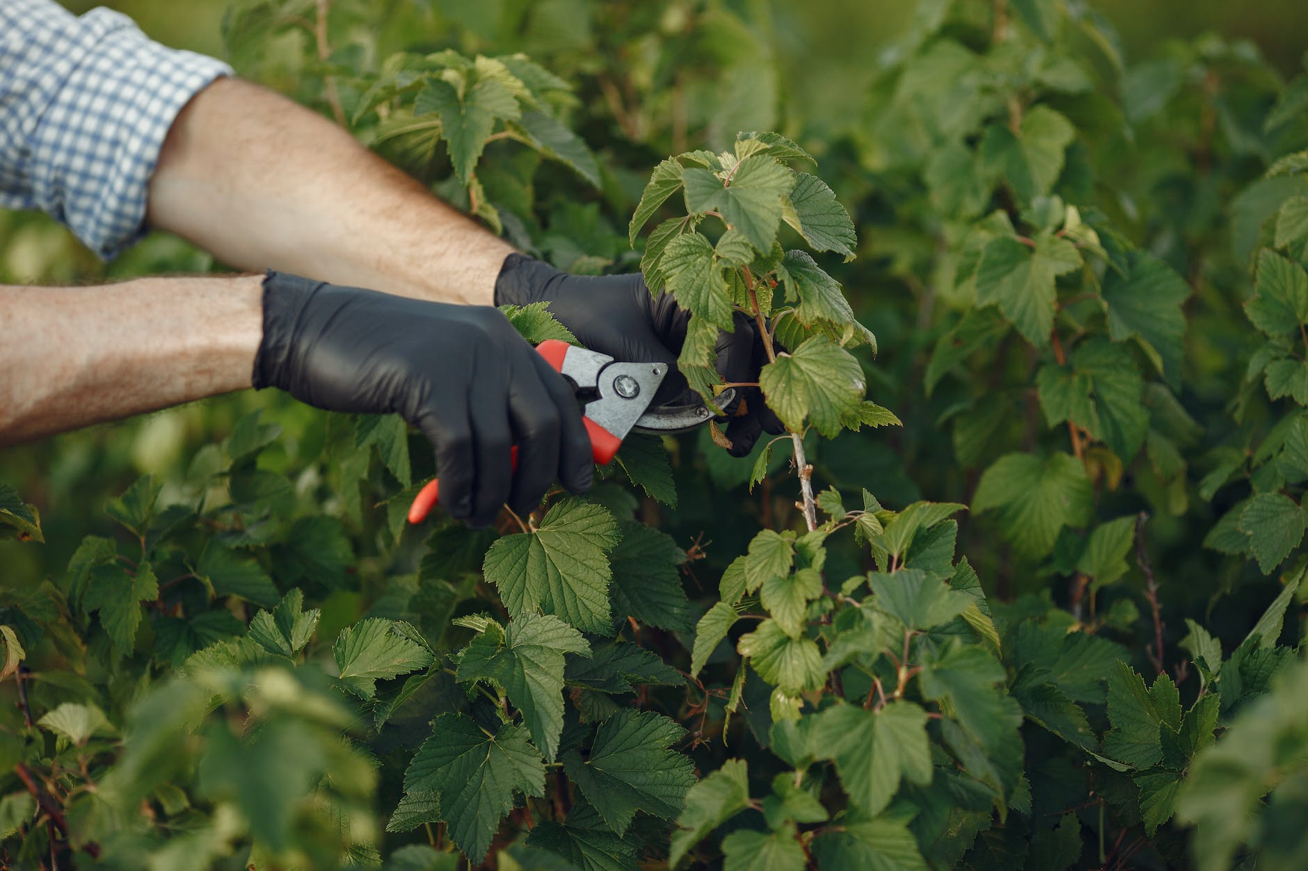 Best yard shears to buy – 2023